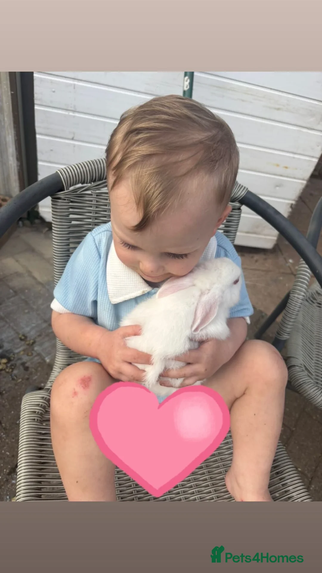 Rex rabbits for sale: Beautiful albino Rex  - Advert 2