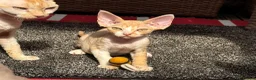 Devon Rex cats for sale: Stunning male Devon Pet or GCCF active considered - Advert 1