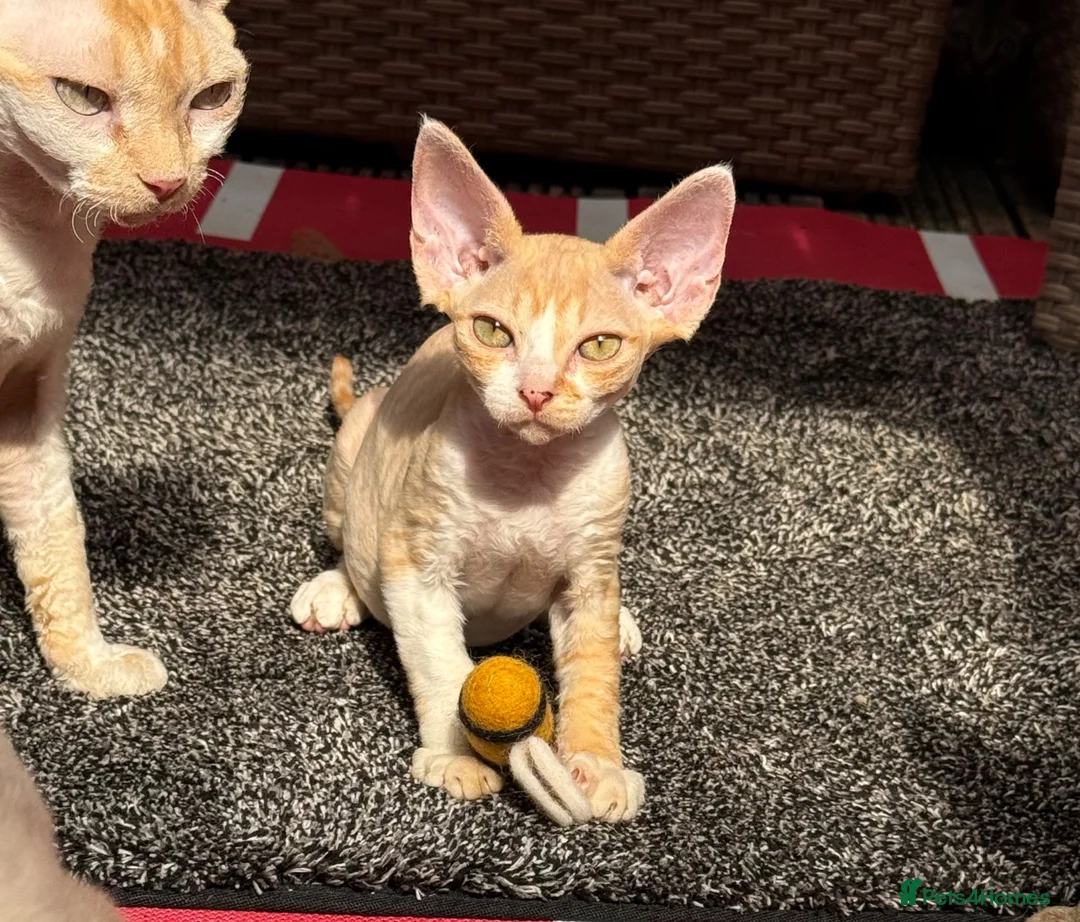 Devon Rex cats for sale: Stunning male Devon Pet or GCCF active considered - Advert 1
