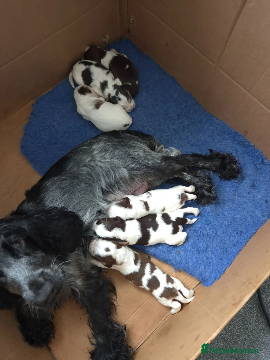 Cocker Spaniel dogs for sale: Stunning cocker spaniels  - Advert 2