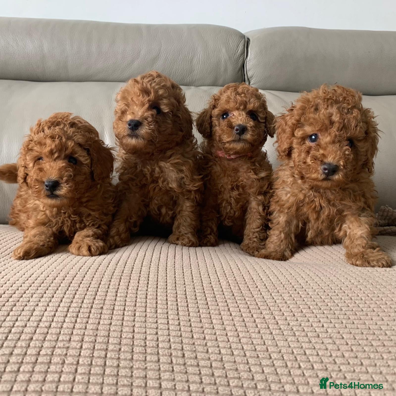 Toy Poodle dogs Fully health tested Toy poodle puppies  - Advert 2