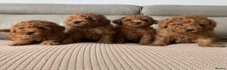 Toy Poodle dogs for sale: Fully health tested Deep Red Toy poodle puppies  - Advert 3