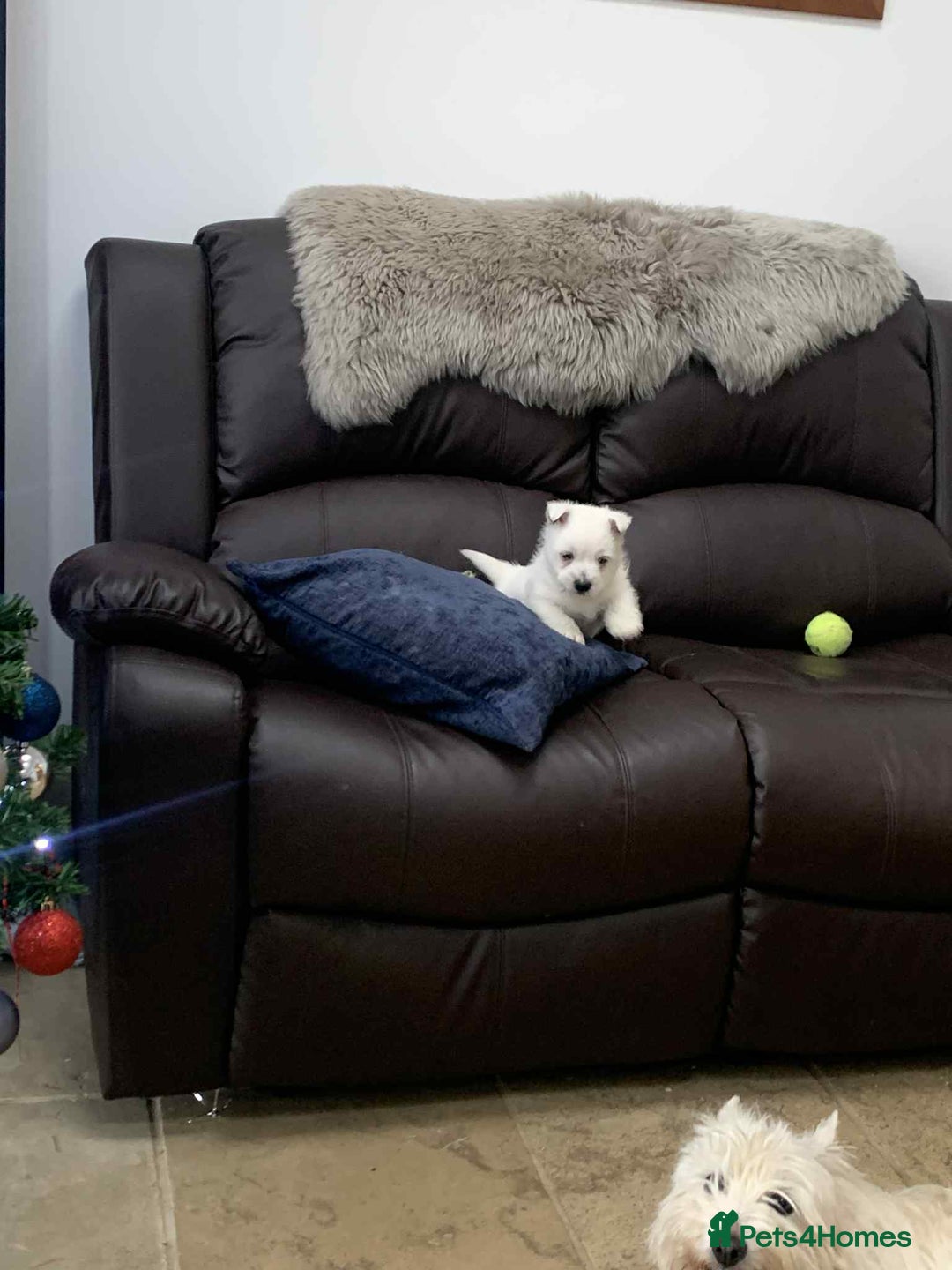 West Highland Terrier dogs for sale: Gorgeous Westie - Advert 3