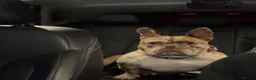 Mixed Breed dogs for sale: Full Breed LUXURY EXOTIC MICRO PUPPYS - Advert 15