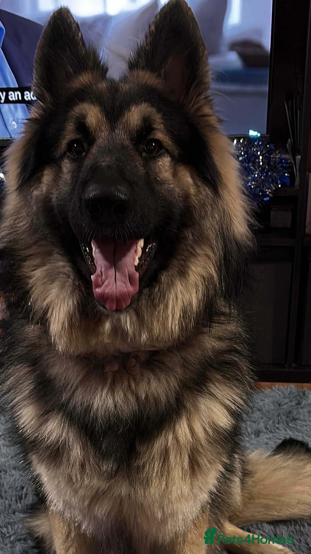 Mixed Breed dogs German shepherd x - Advert 17