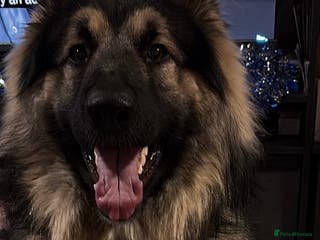 Mixed Breed dogs German shepherd x - Advert 1