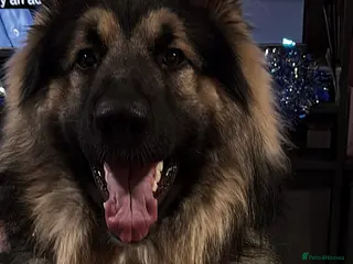 Mixed Breed dogs German shepherd x - Advert 15