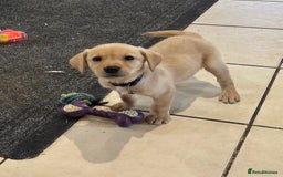 Labrador Retriever dogs for sale: Ready Now Outstanding Show Type Labradors🩷 - Image 5