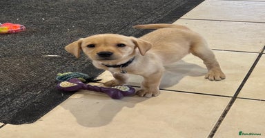 Labrador Retriever dogs - Advert 13