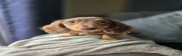Miniature Dachshund dogs for sale: ❤️Miniature dachshund puppies❤️ - Advert 8