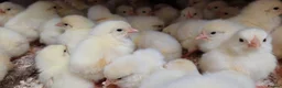 Chickens poultry for sale: Hyline Day‑Old Chicks – Guaranteed Females - Advert 3