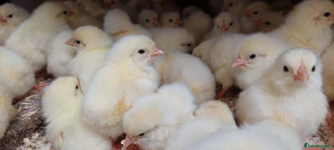 Chickens poultry for sale: Hyline Day‑Old Chicks – Guaranteed Females - Advert 3