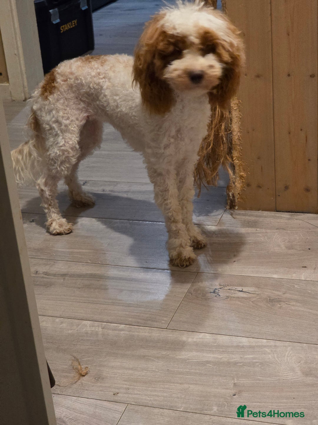 Cockapoo dogs for sale: Beautiful 10-month-old Cockapoo female for sale 🐶 - Advert 7