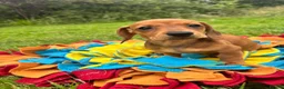 Miniature Dachshund dogs for sale: BEAUTIFUL PRA CLEAR & KC REG MINI DACHSHUNDS - Advert 19