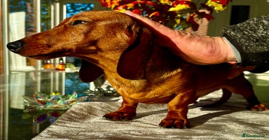 Miniature Dachshund dogs Archie: The Puppy Who Survived a Breeder’s Hell - Advert 2