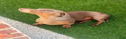 Miniature Dachshund dogs for stud: 💙Isabella miniature dachshund💙 in Reading - Advert 2