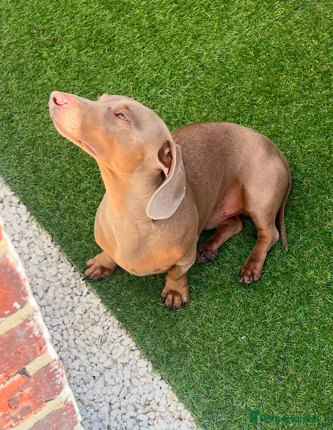 Miniature Dachshund dogs for stud: 💙Isabella miniature dachshund💙 in Reading - Advert 2