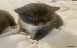Mixed Breed cats for sale: Delightful mix-breed Siamese-black tabby-kittens - Image 39