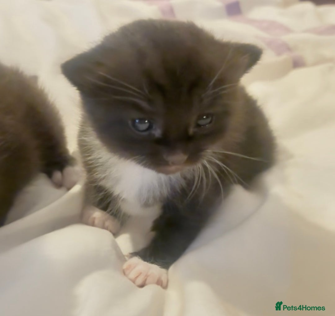 Mixed Breed cats for sale: Delightful mix-breed Siamese-black tabby-kittens - Image 39