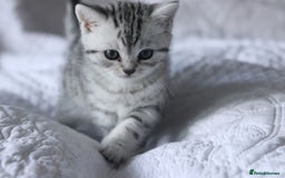 British Shorthair cats for sale: GCCF British Shorthair Silver Kittens - Advert 6