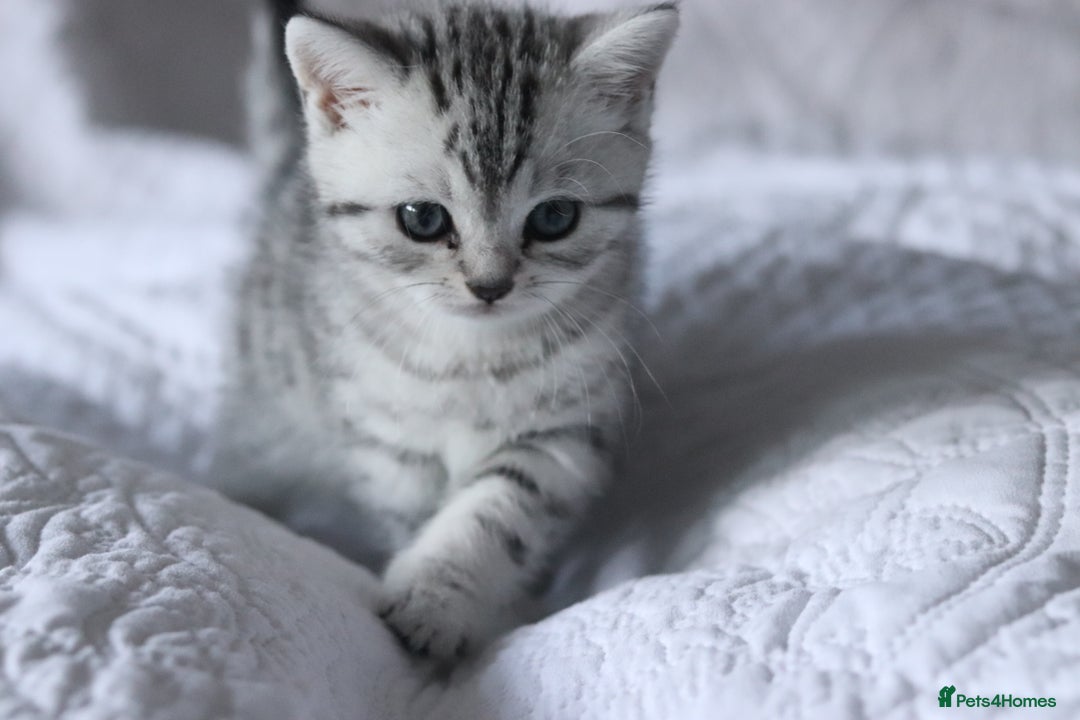 British Shorthair cats for sale: GCCF British Shorthair Silver Kittens - Advert 6