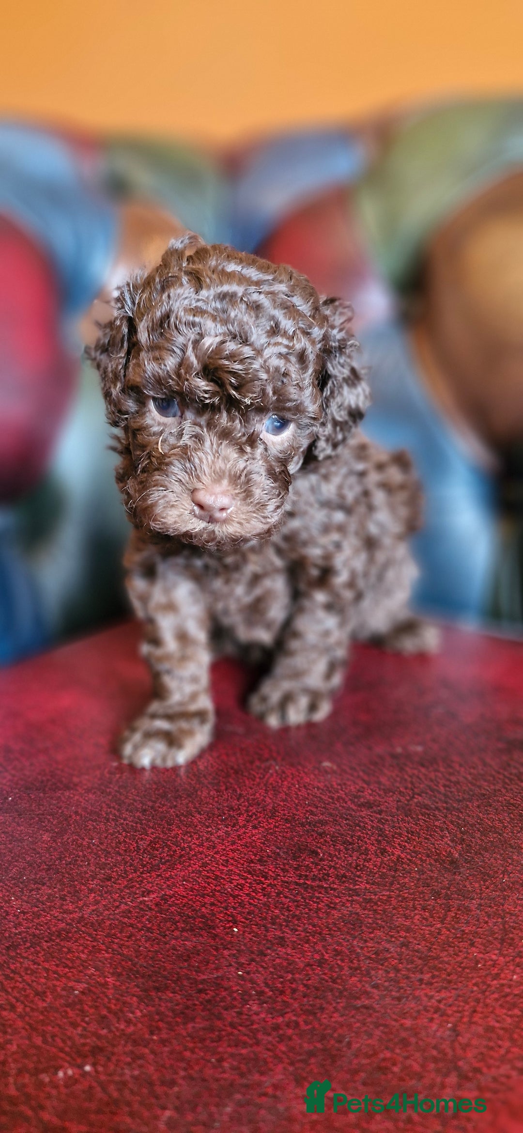 Cavapoo dogs for sale: Gorgeous f1bb Multicolour Cavapoo pups - Image 24