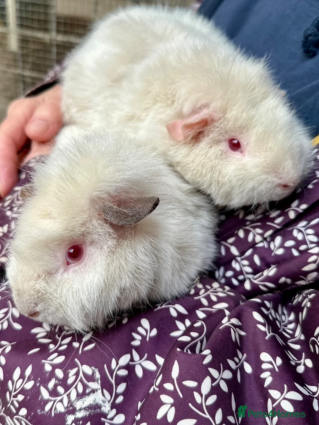 Guinea Pig rodents for sale: Young female guinea pigs 16 weeks - Advert 7