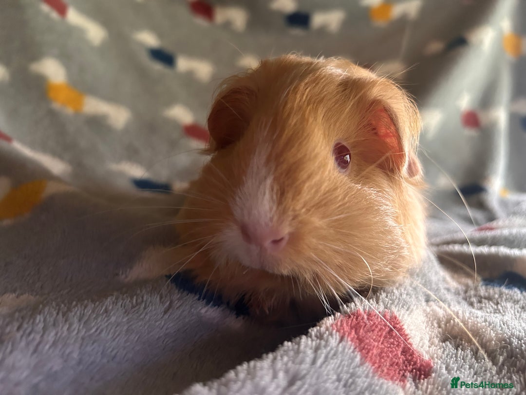 Guinea Pig rodents for sale: Lovely Teddy and Coronet baby Guinea pigs - Image 19