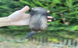 Ferret rodents for sale: solid black cross polecat kits  - Image 10
