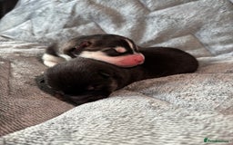 Siberian Husky dogs for sale: Kc reg Siberian husky puppies  - Image 1