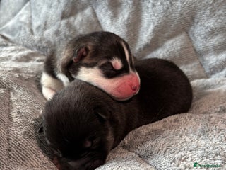 Siberian Husky dogs - Advert 24