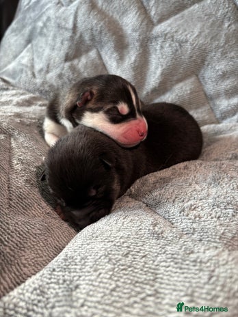 Siberian Husky dogs - Advert 1