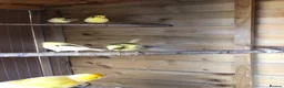 Canaries birds for sale: Young Canaries for sale in Trowbridge - Advert 4