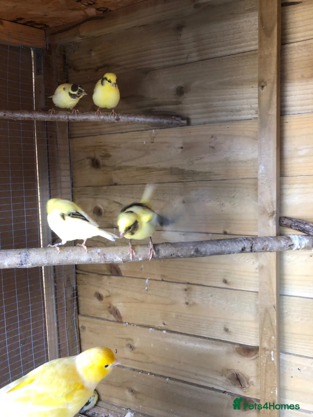 Canaries birds for sale: Young Canaries for sale in Trowbridge - Advert 4