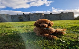 Miniature Poodle dogs for stud: ✅️DNA Test Red KC Miniature Poodle Stud Manchester in Manchester - Image 12