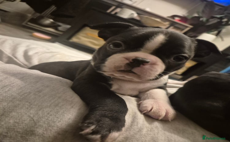 Boston Terrier dogs - Advert 4