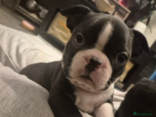 Boston Terrier dogs - Advert 5