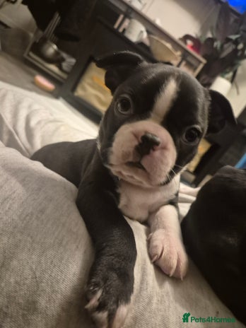 Boston Terrier dogs - Advert 4