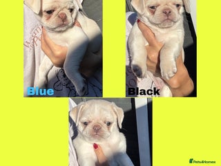 Pug dogs beautiful rare colour KC registered pug puppies - Advert 2