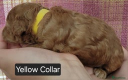 Maltipoo dogs for sale: F1b Maltipoo - Image 19