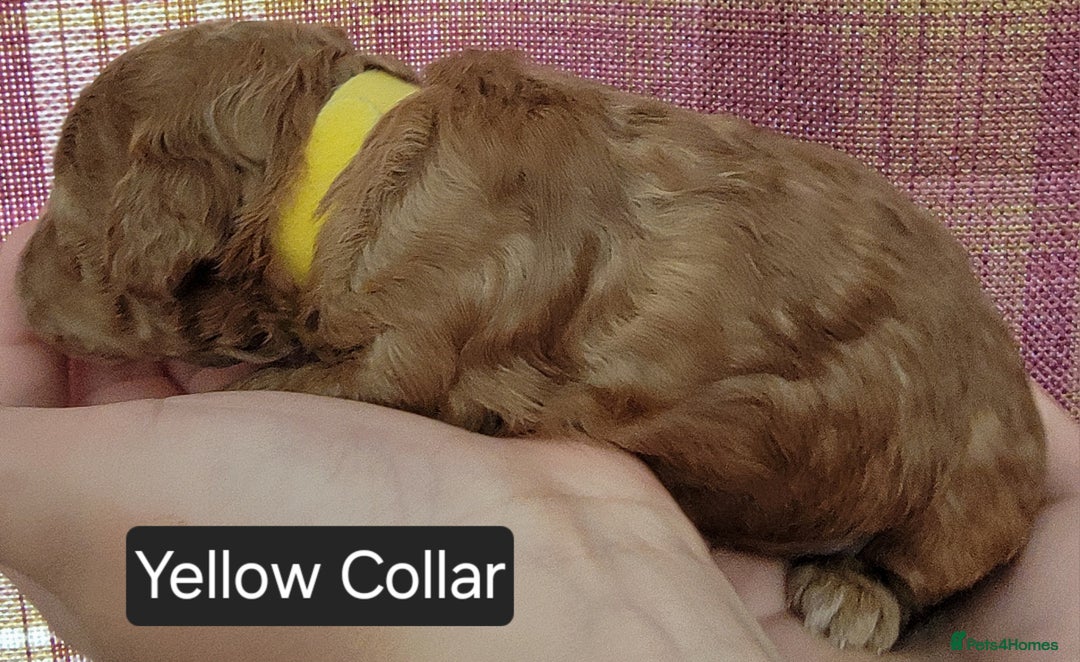 Maltipoo dogs for sale: F1b Maltipoo - Image 19