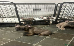 French Bulldog dogs for sale: Lilac bluefawn Frenchbulldog puppies ready to go   - Image 18
