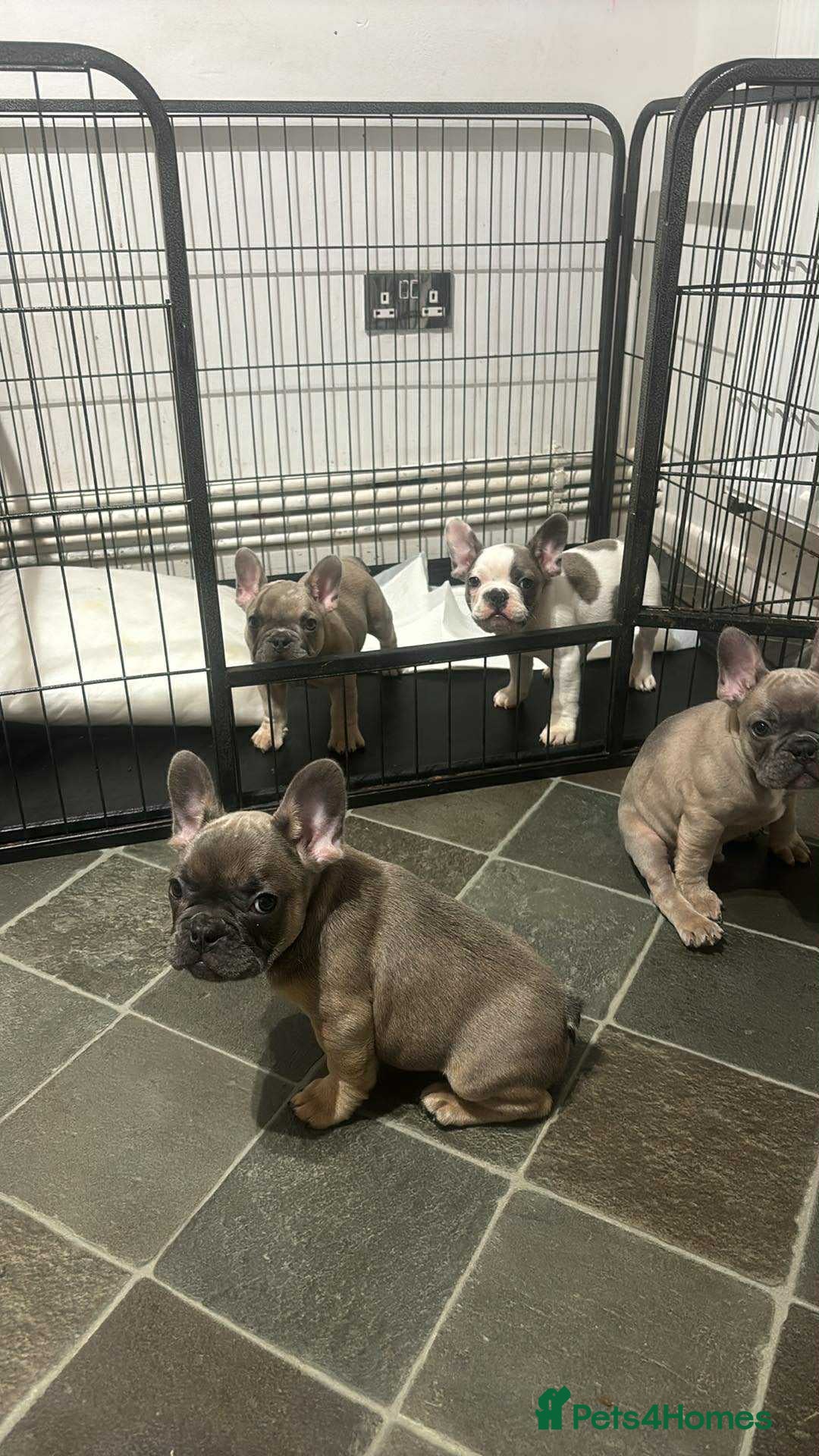 French Bulldog dogs for sale: Lilac bluefawn Frenchbulldog puppies ready to go   - Image 18