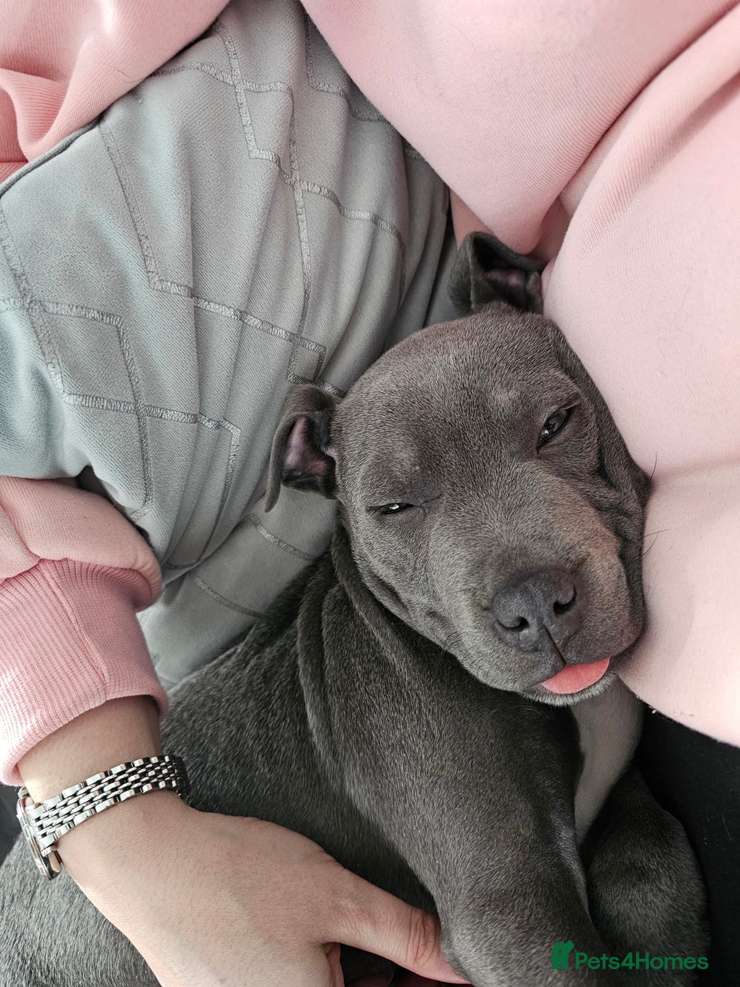 Staffordshire Bull Terrier dogs for sale: Royal blue full pedigree staff - Image 8