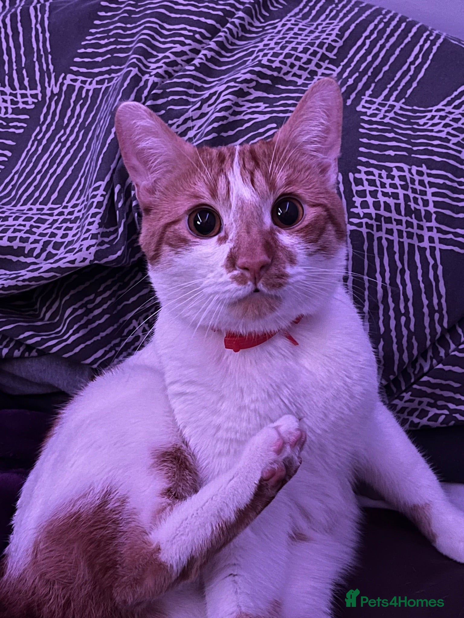 Mixed Breed cats Jiren  - Advert 1
