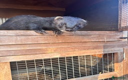 Ferret rodents for sale: Beautiful black ferret kits  - Image 9