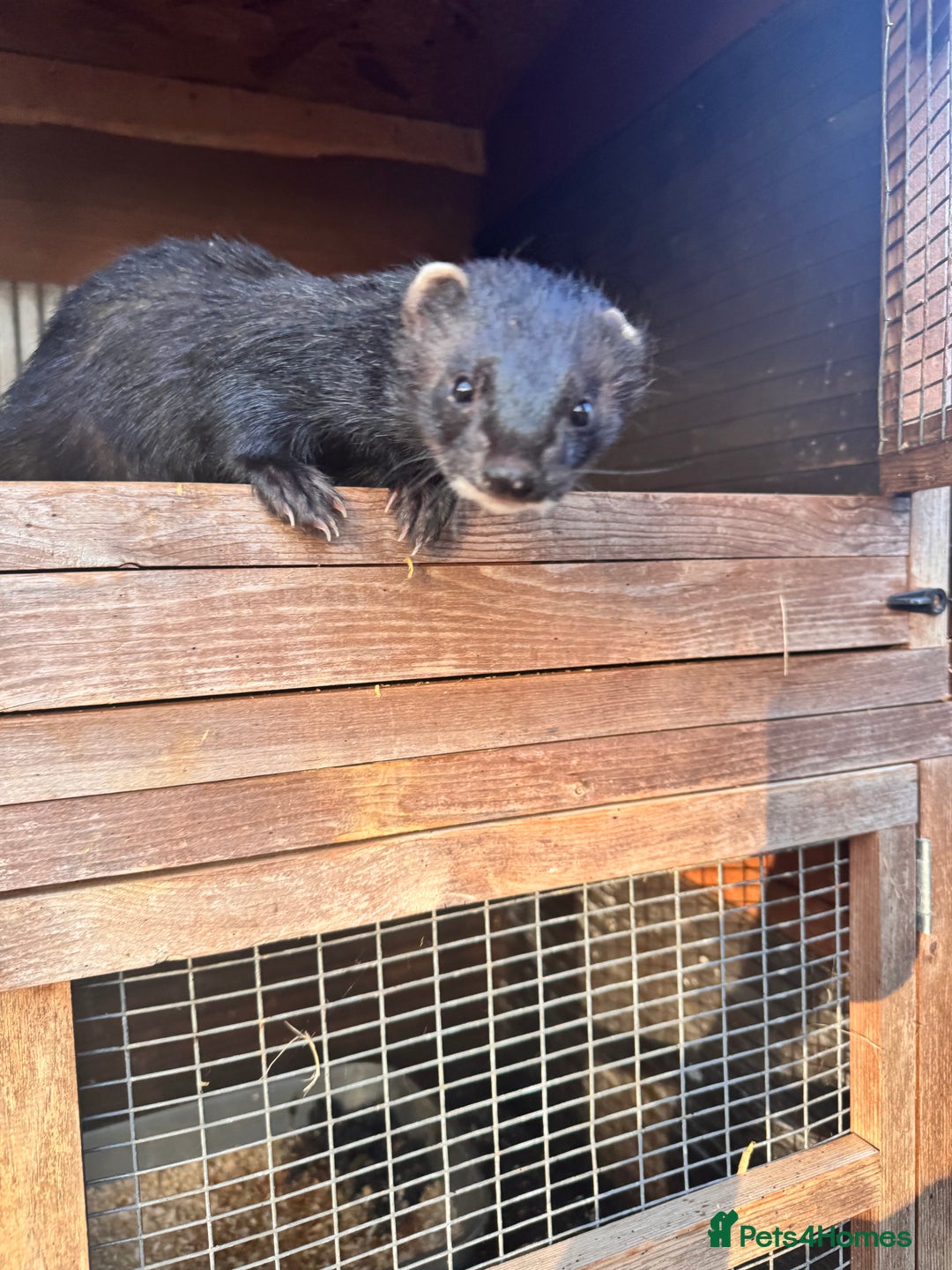 Ferret rodents for sale: Beautiful black ferret kits  - Image 9