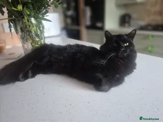 Turkish Angora cats Salem looking for his 4ever home. - Advert 1