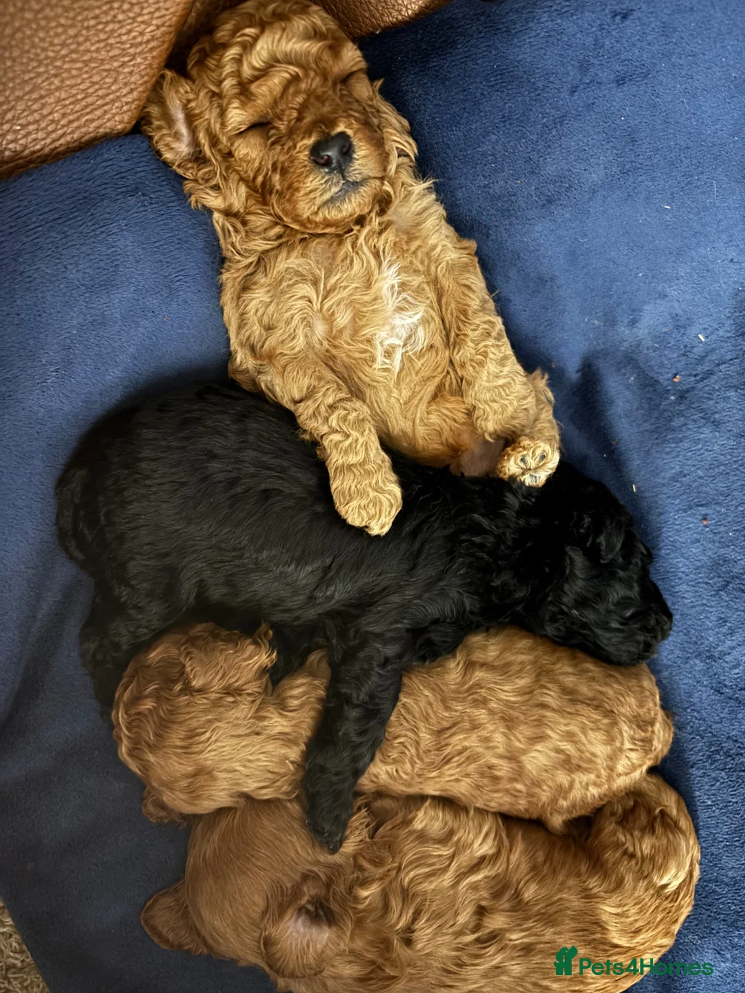 Cavapoochon dogs for sale: F1B Cavapoochon (Toy Poodle) - Advert 2
