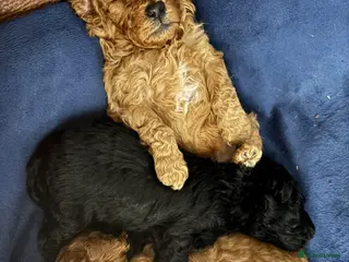 Cavapoochon dogs F1B Cavapoochon (Toy Poodle) - Advert 1